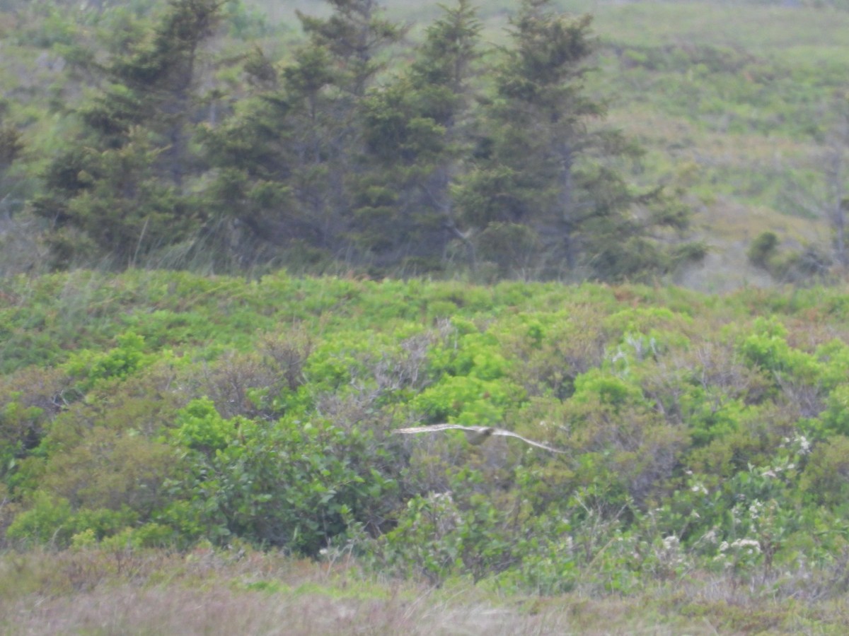 Short-eared Owl - ML462243821