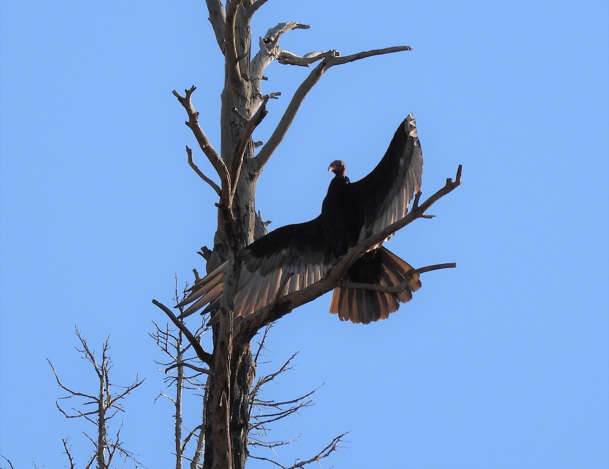 Turkey Vulture - ML462244521