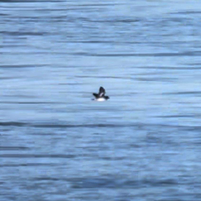 Cassin's Auklet - ML462246641