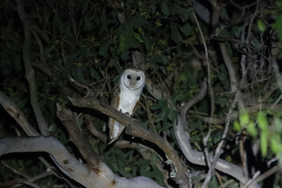 Barn Owl - Sri Evans