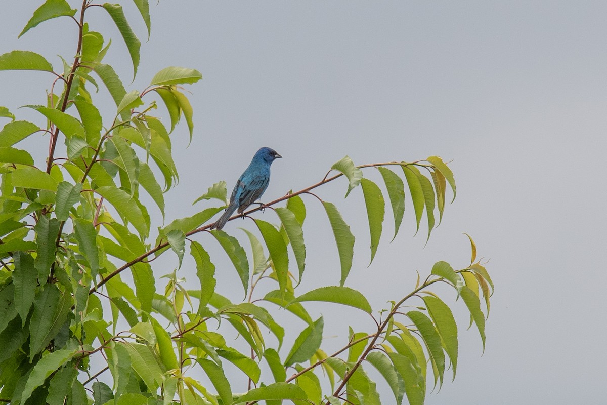 Indigo Bunting - ML462246961