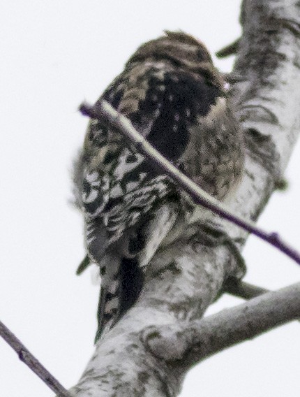 Yellow-bellied Sapsucker - Brad Singer