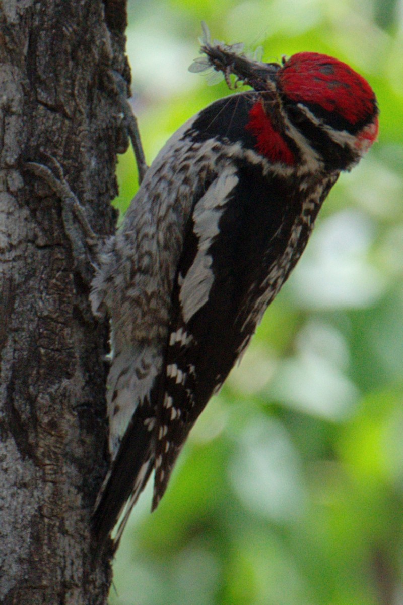 Red-naped Sapsucker - ML462247361