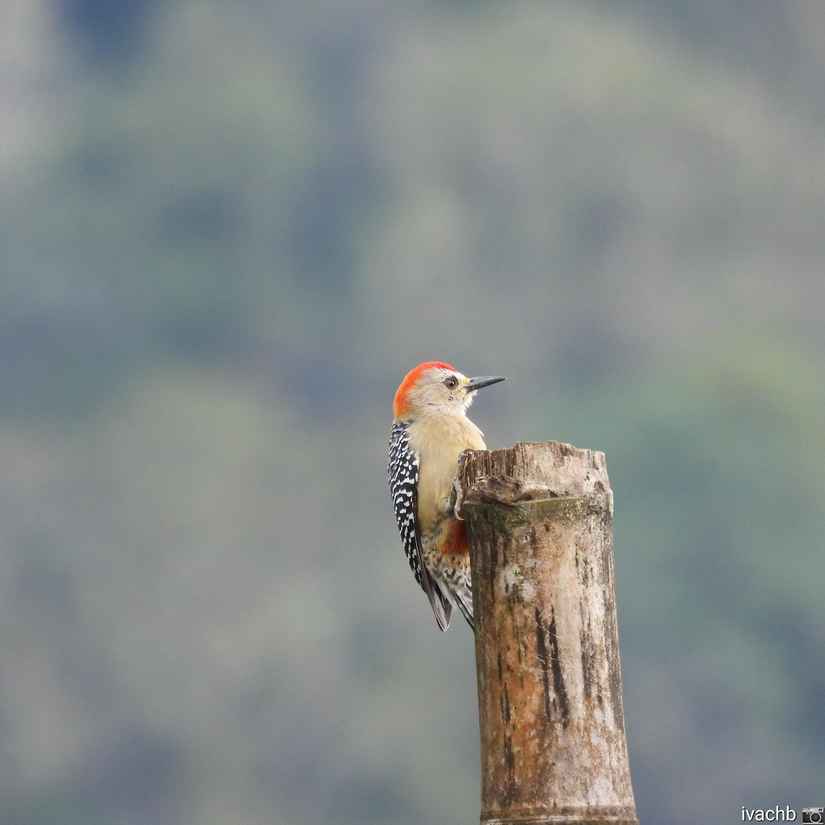 Red-crowned Woodpecker - ML462247761