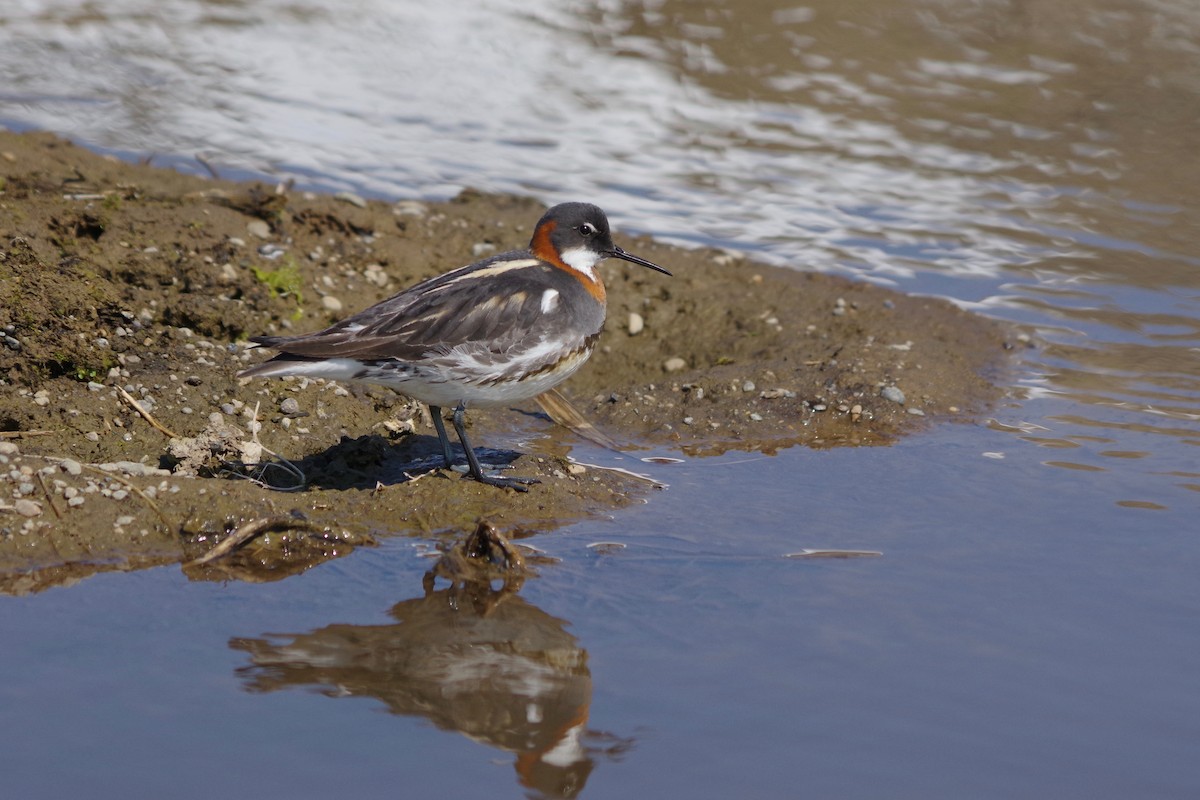 Red-necked Phalarope - Alex Patia