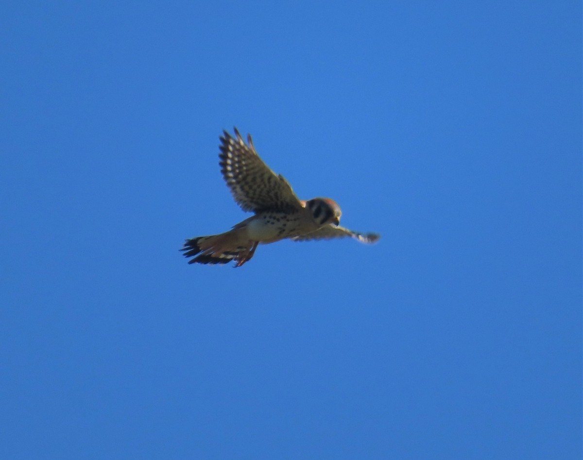Buntfalke - ML462249641