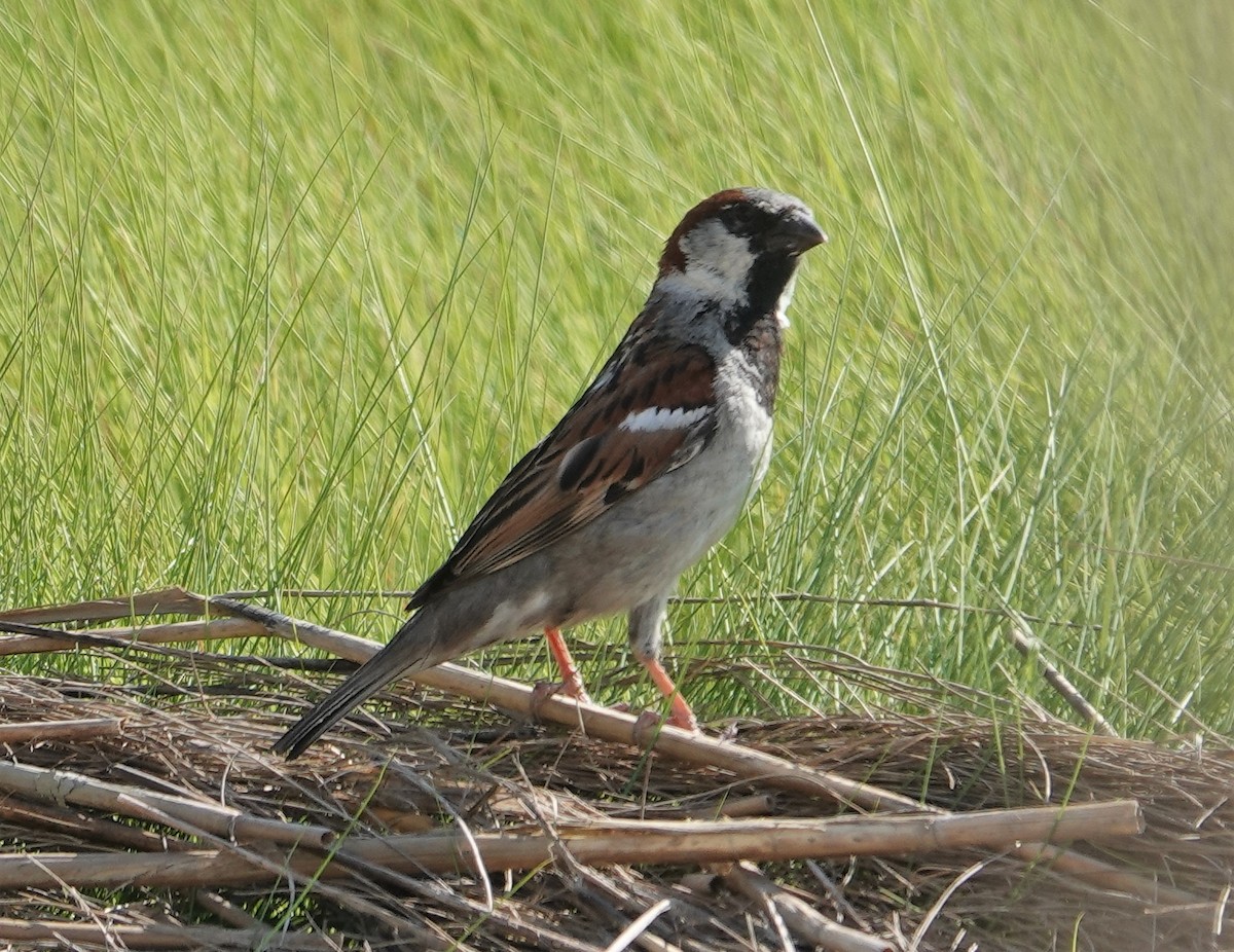 House Sparrow - Paul  McPartland