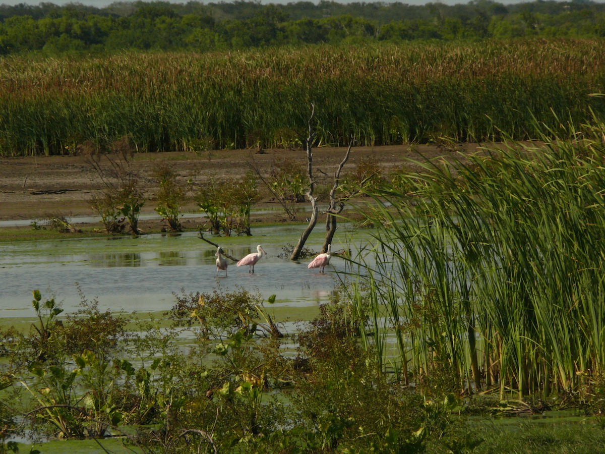 Roseate Spoonbill - ML462250841