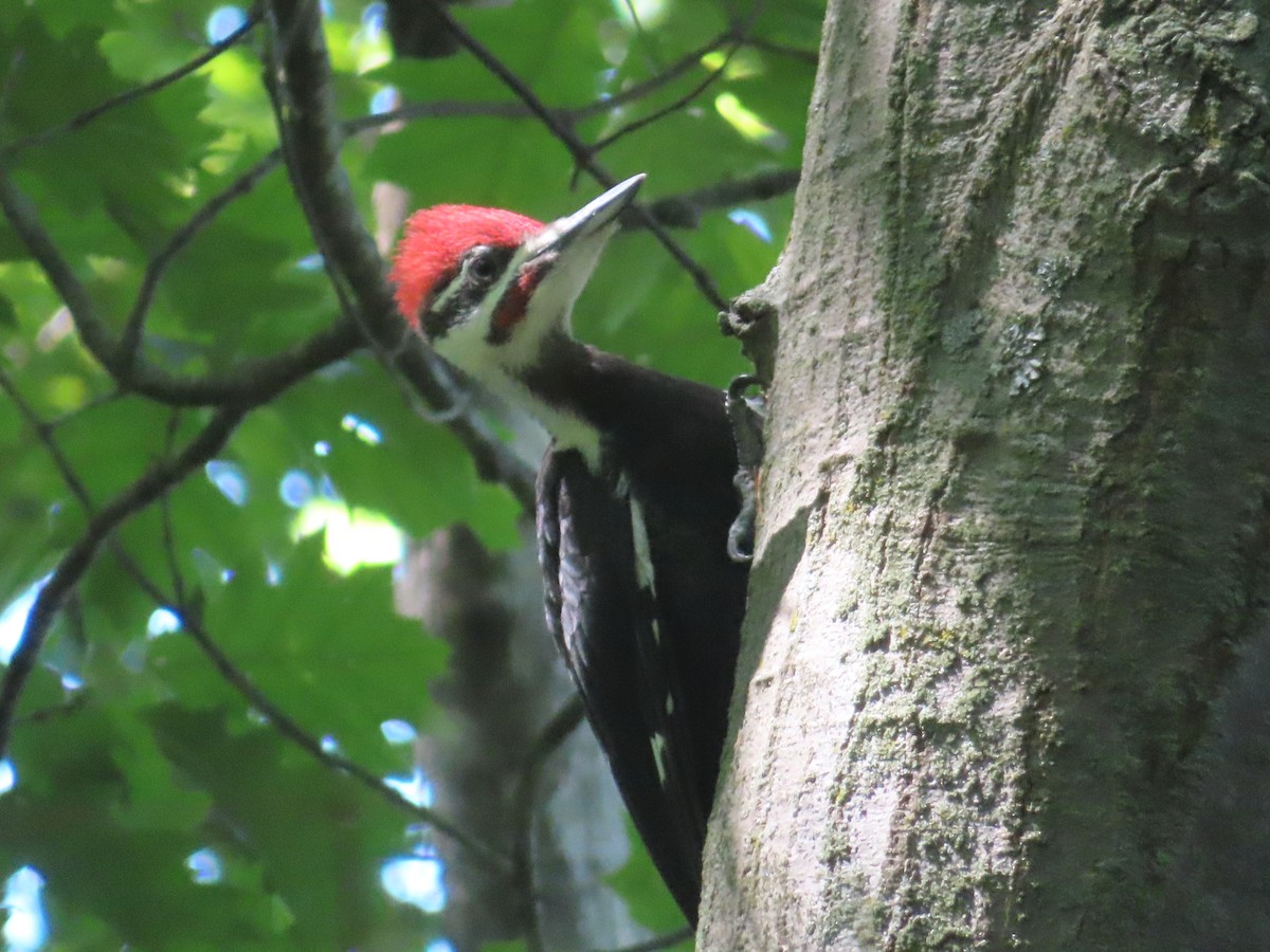 Pileated Woodpecker - ML462251091