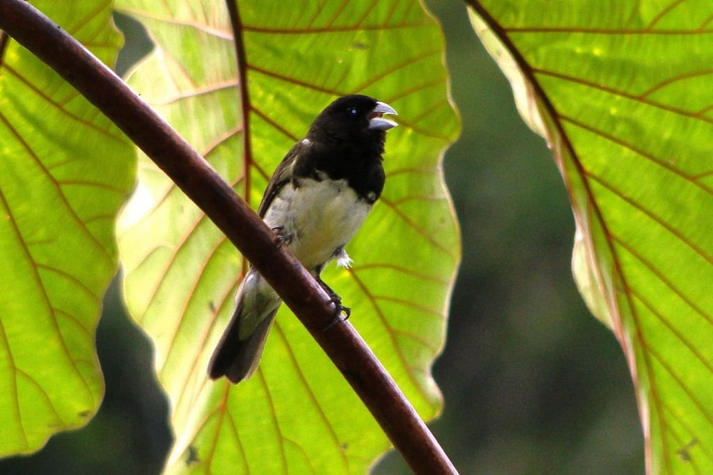 Yellow-bellied Seedeater - ML46225111