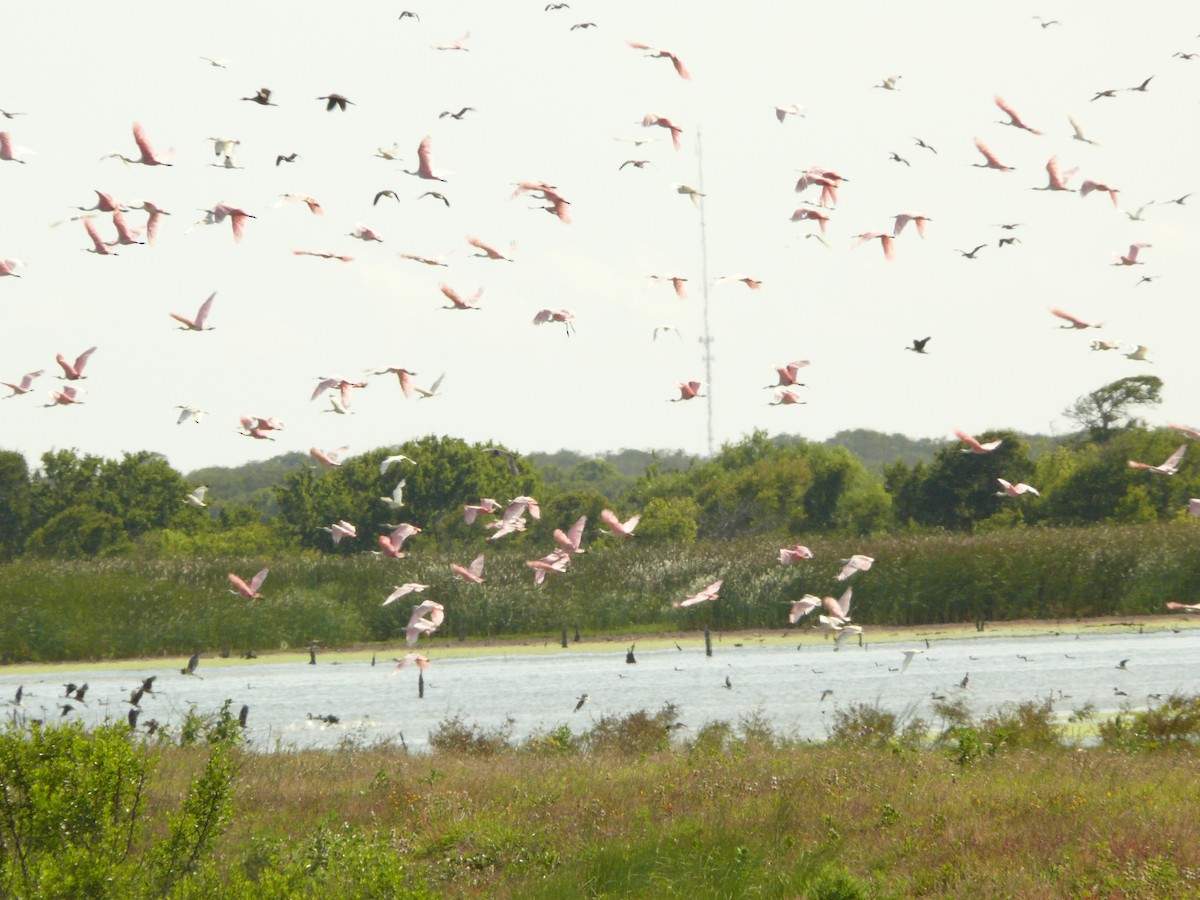 Roseate Spoonbill - ML462251731