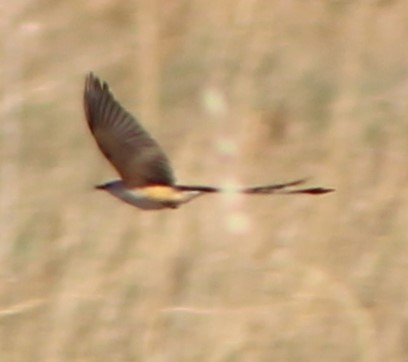 Scissor-tailed Flycatcher - ML462252281