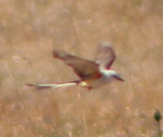 Scissor-tailed Flycatcher - ML462252291