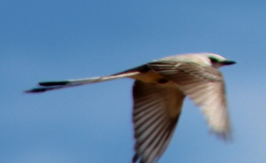 Scissor-tailed Flycatcher - ML462252301