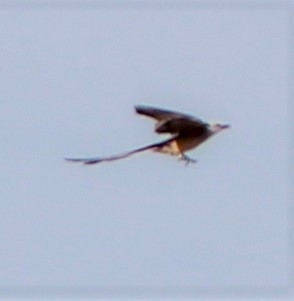 Scissor-tailed Flycatcher - ML462252341