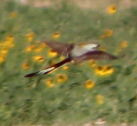 Scissor-tailed Flycatcher - ML462252351