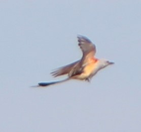 Scissor-tailed Flycatcher - ML462252361