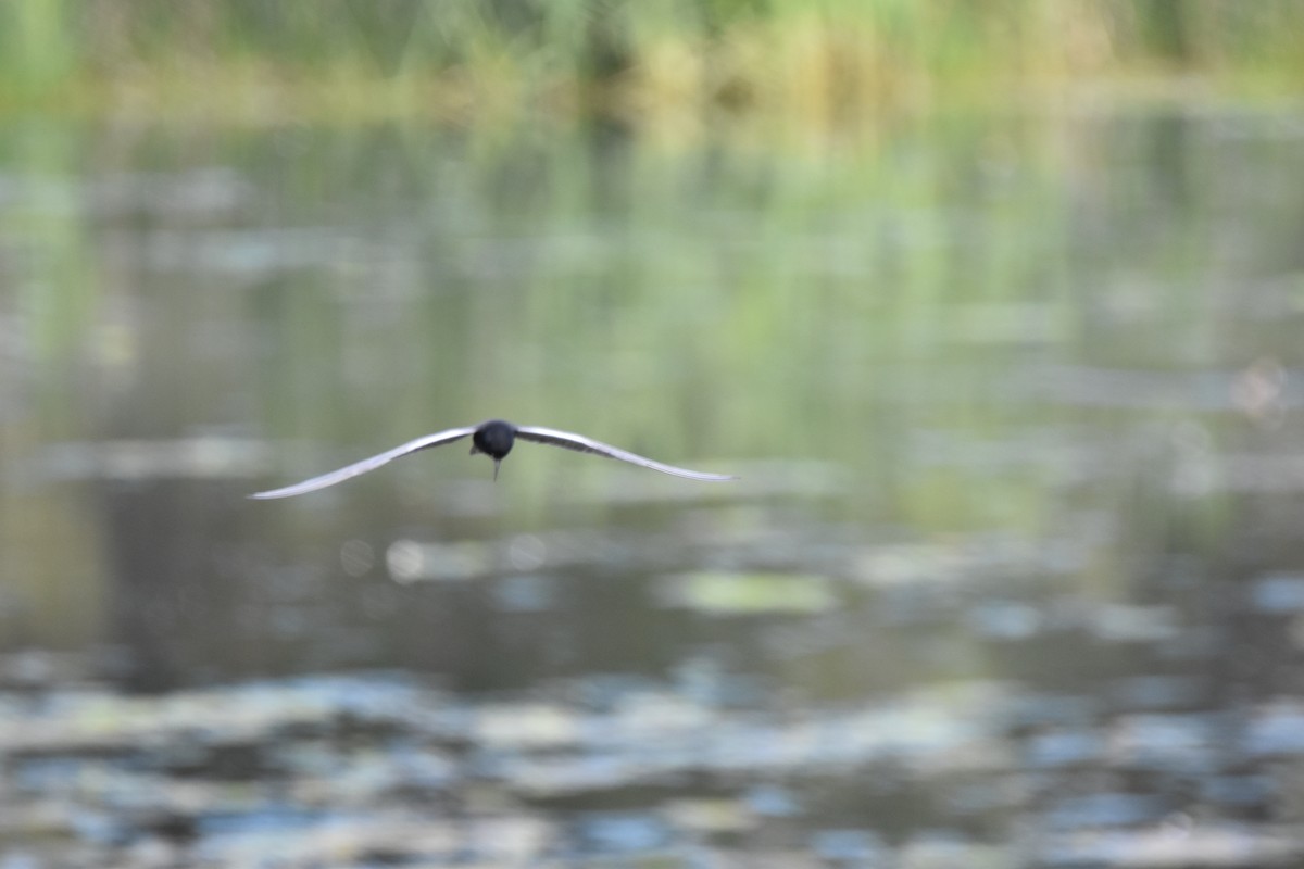 Black Tern - ML462252731