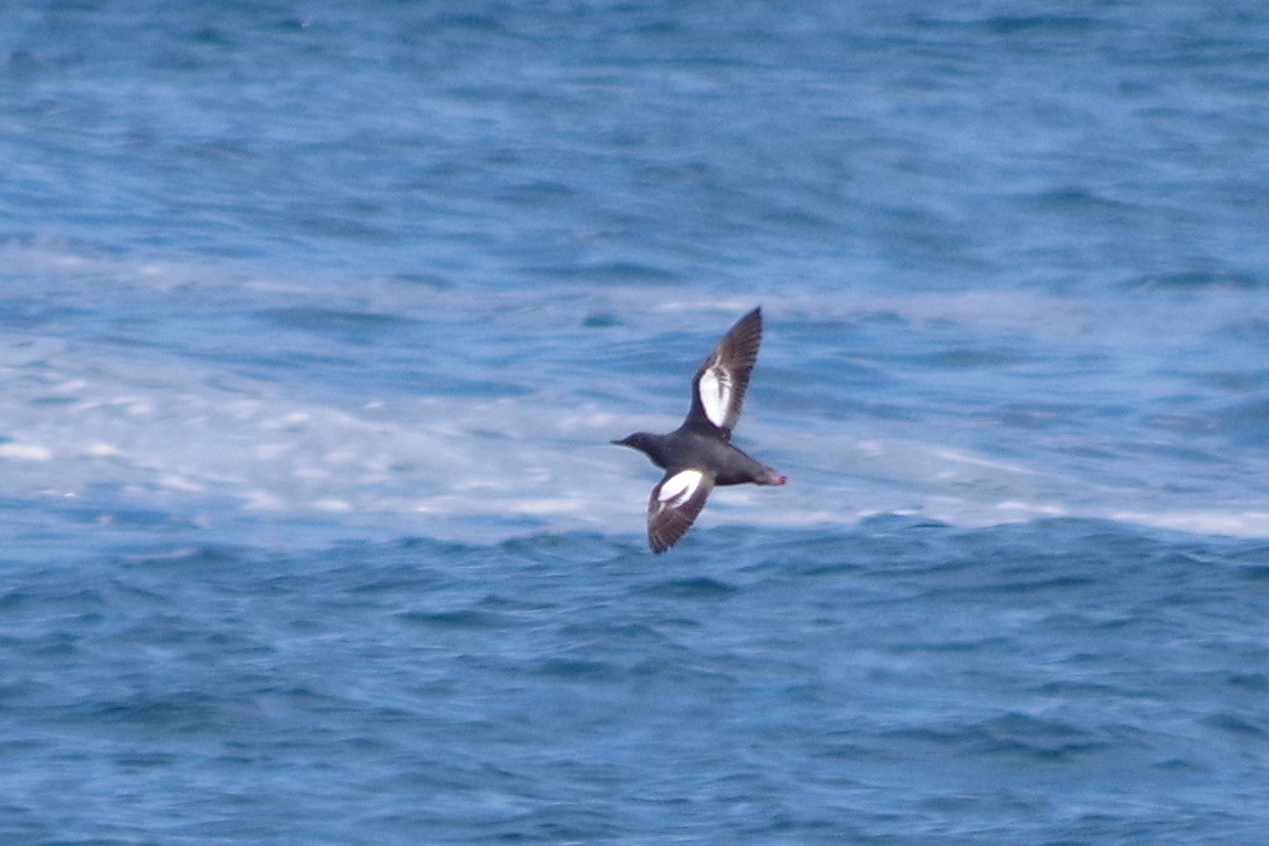 Pigeon Guillemot - ML462252741