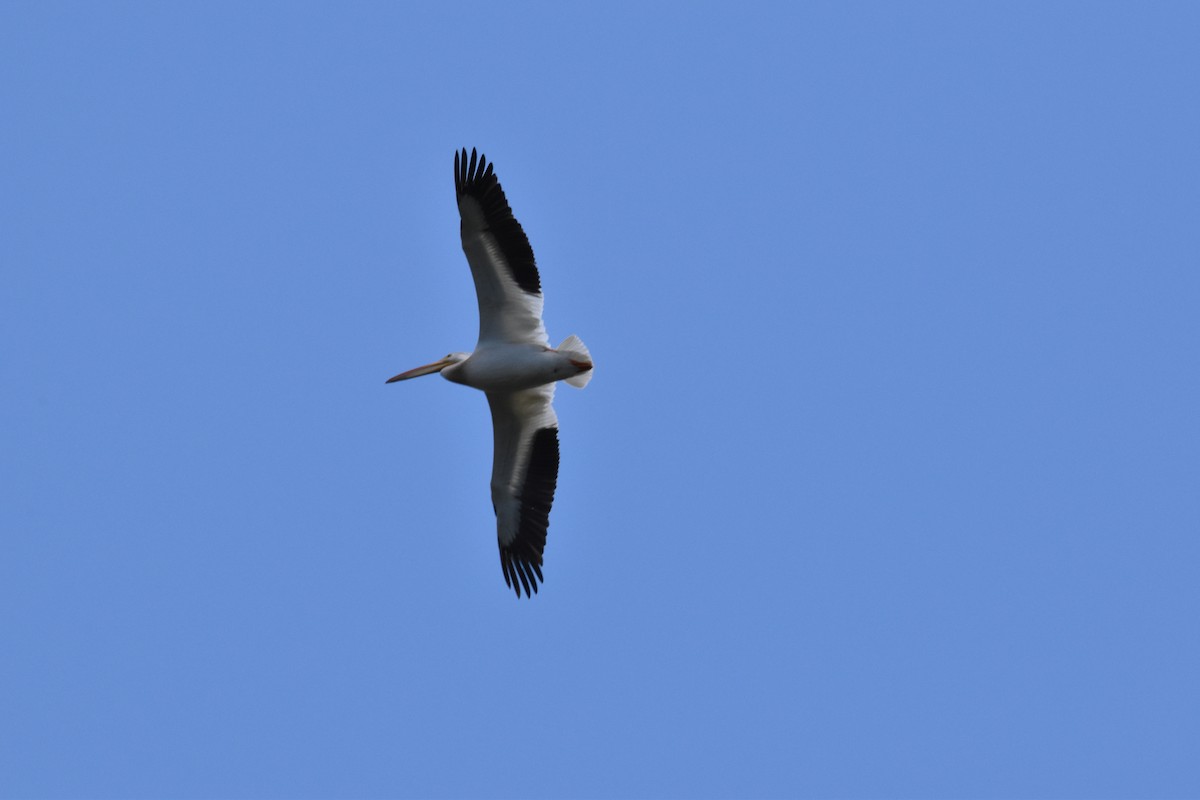 American White Pelican - ML462252811