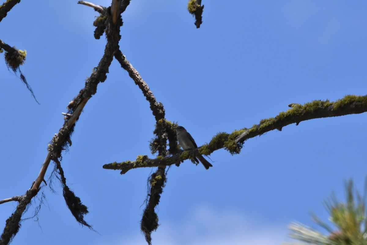 Western Wood-Pewee - ML462252931