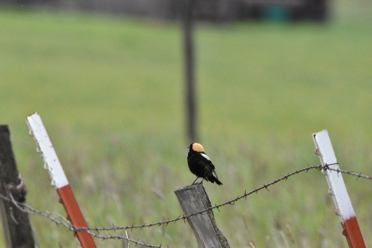 Bobolink - ML462253191