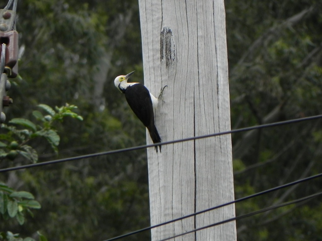 White Woodpecker - ML46225381