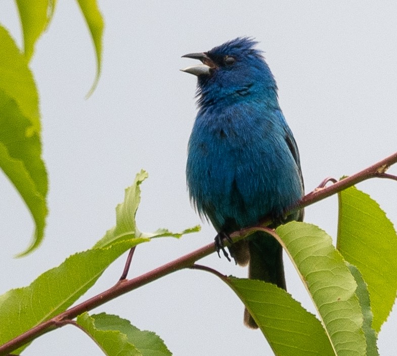 Indigo Bunting - ML462257701