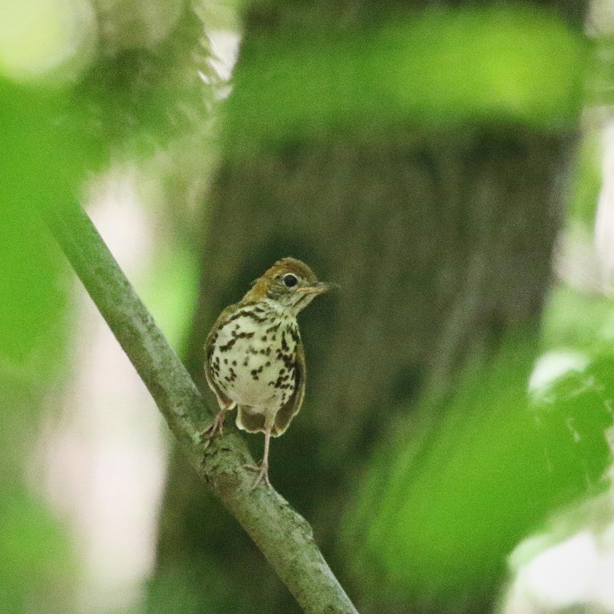 Wood Thrush - ML462258751