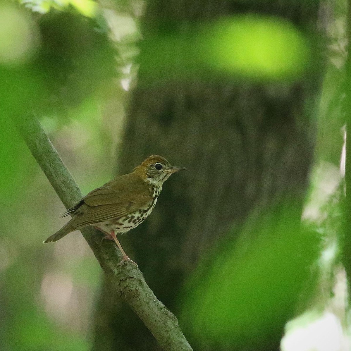 Wood Thrush - ML462258761