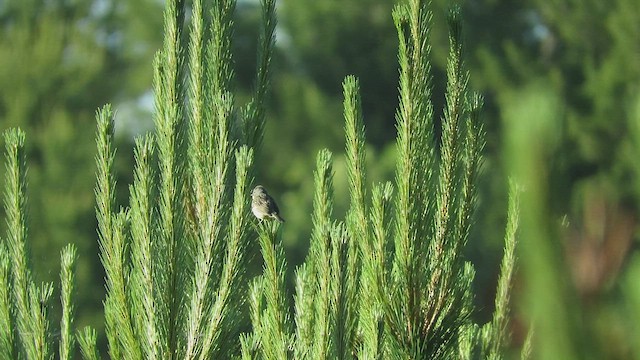 Kirtland's Warbler - ML462259031