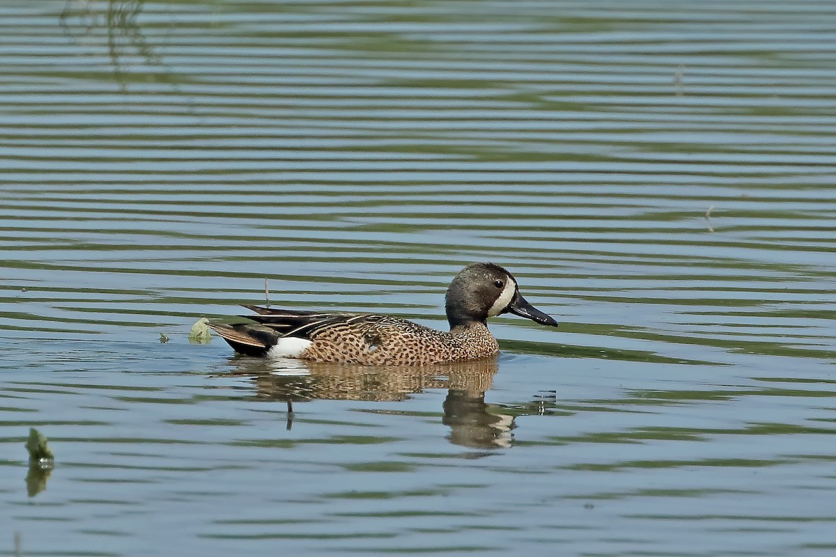 Blue-winged Teal - ML462259241