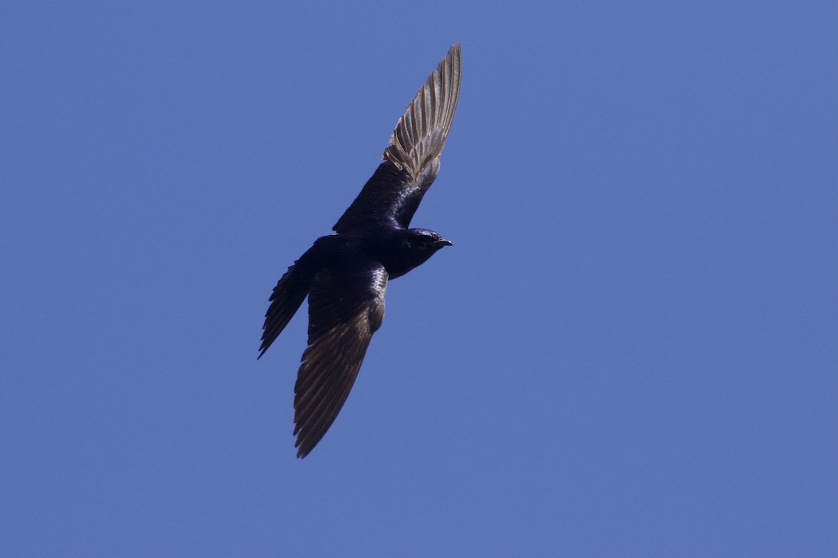 eBird Checklist - 24 Jun 2022 - Hyampom - 30 species (+1 other taxa)