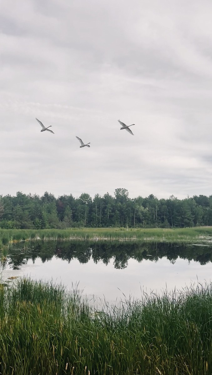 Trumpeter Swan - ML462261071