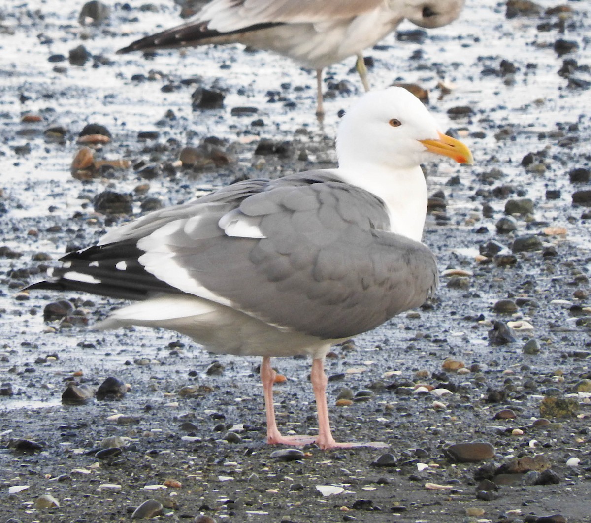 Western Gull - Adrianne Akmajian