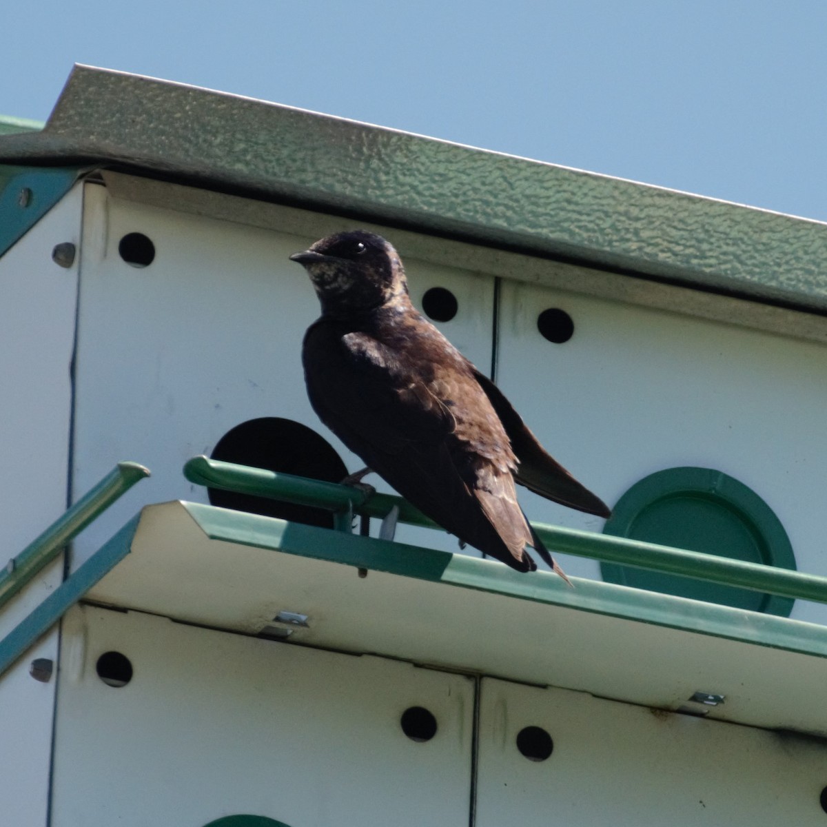 Purple Martin - ML462262641