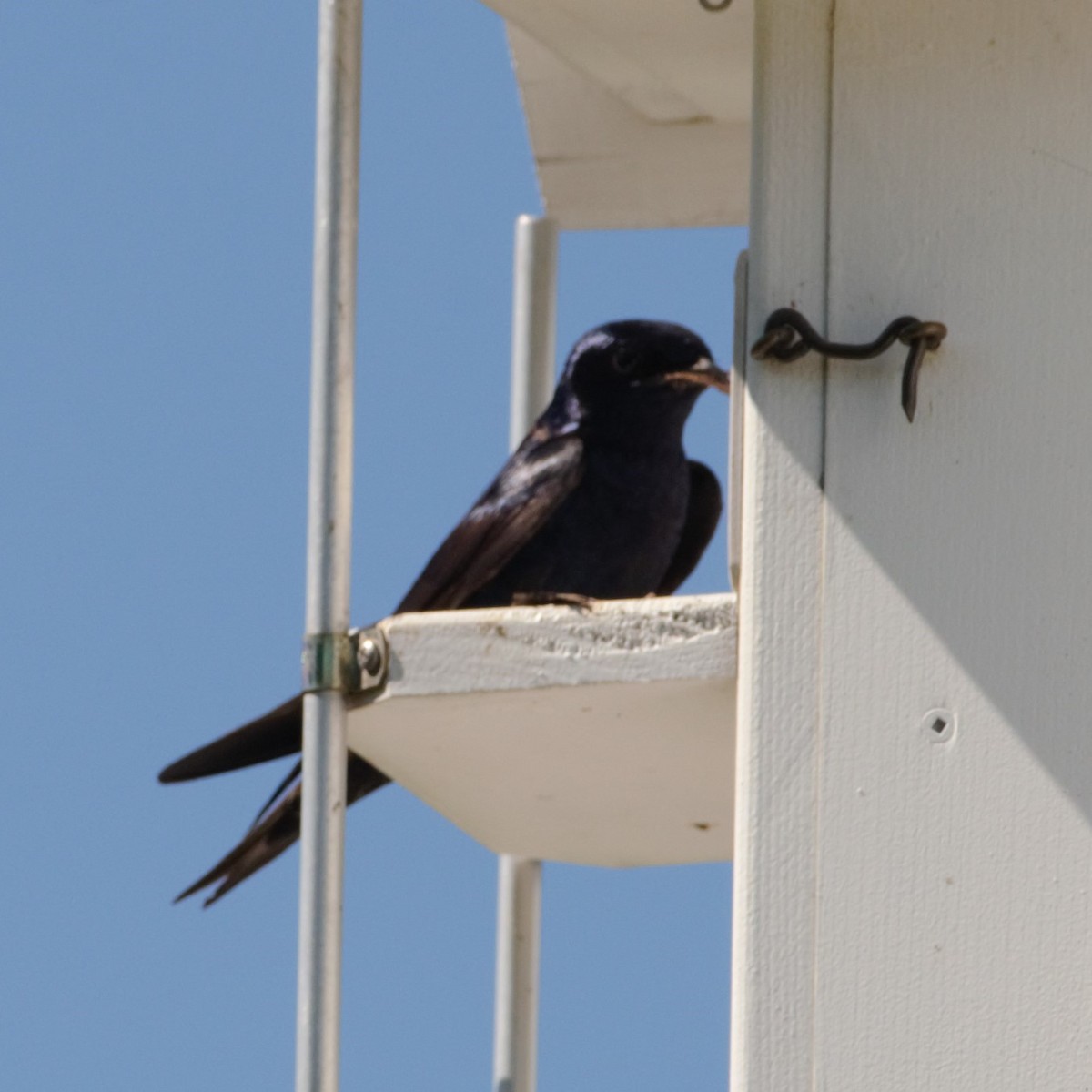 Purple Martin - ML462262651