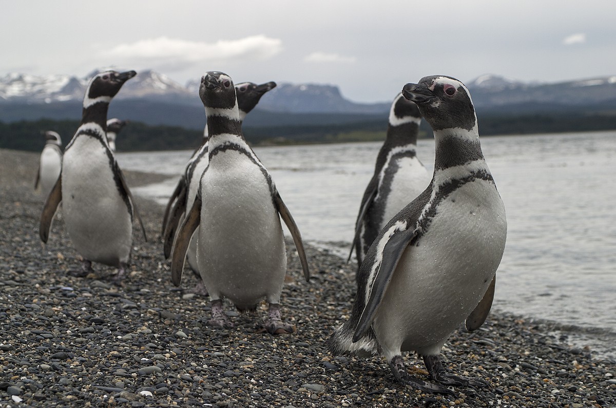 Magellanic Penguin - ML46226401