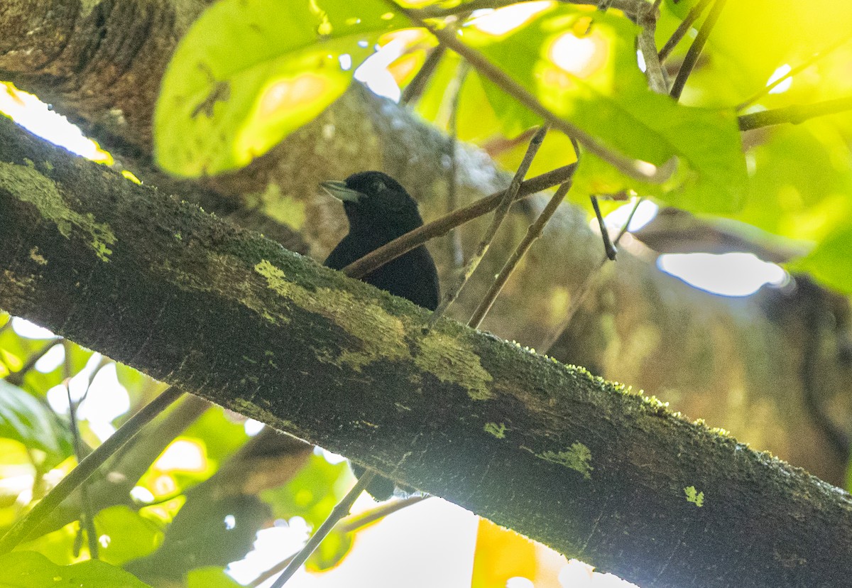 Black Bushbird - ML462264551