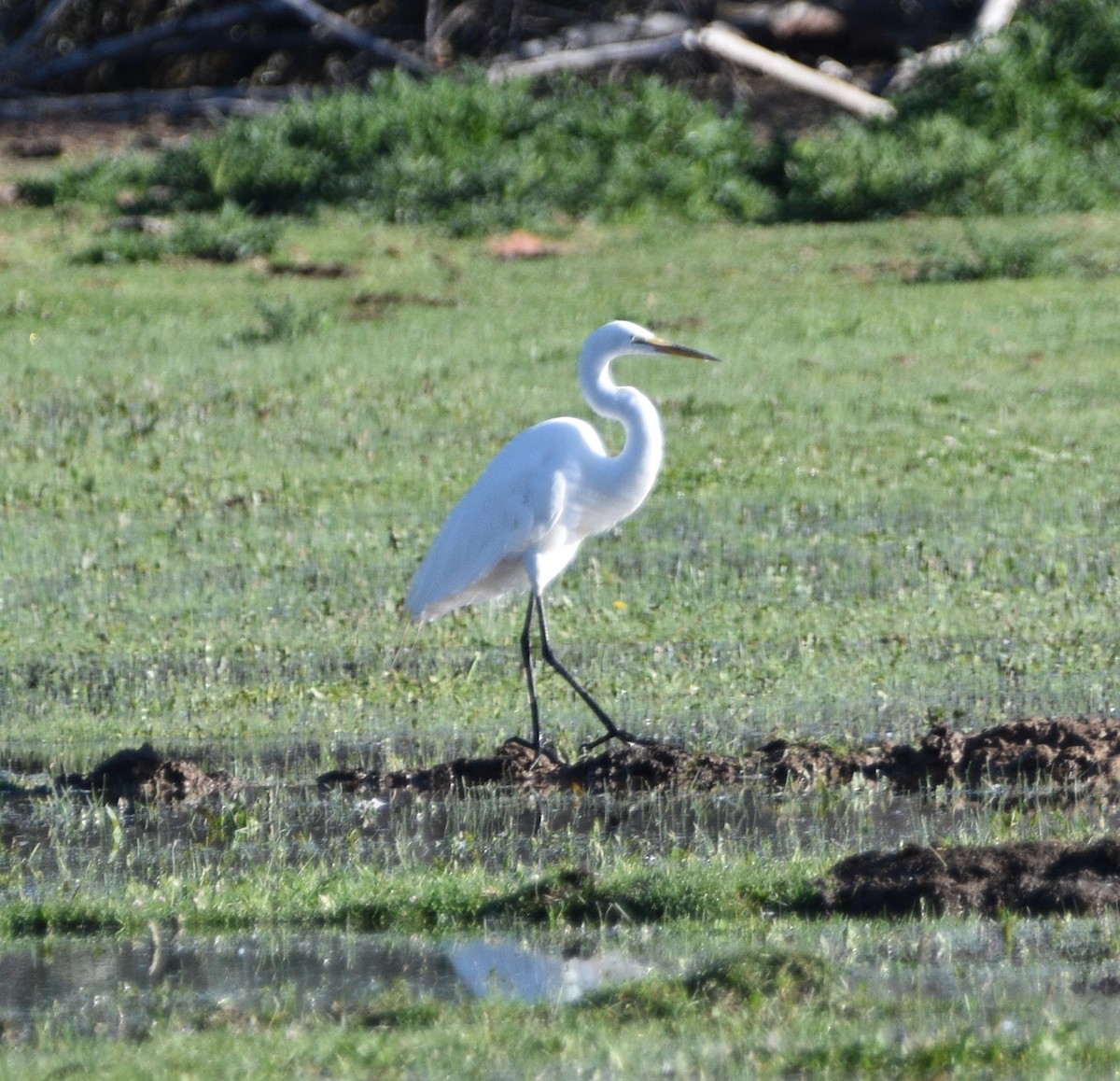 Great Egret - ML462264851