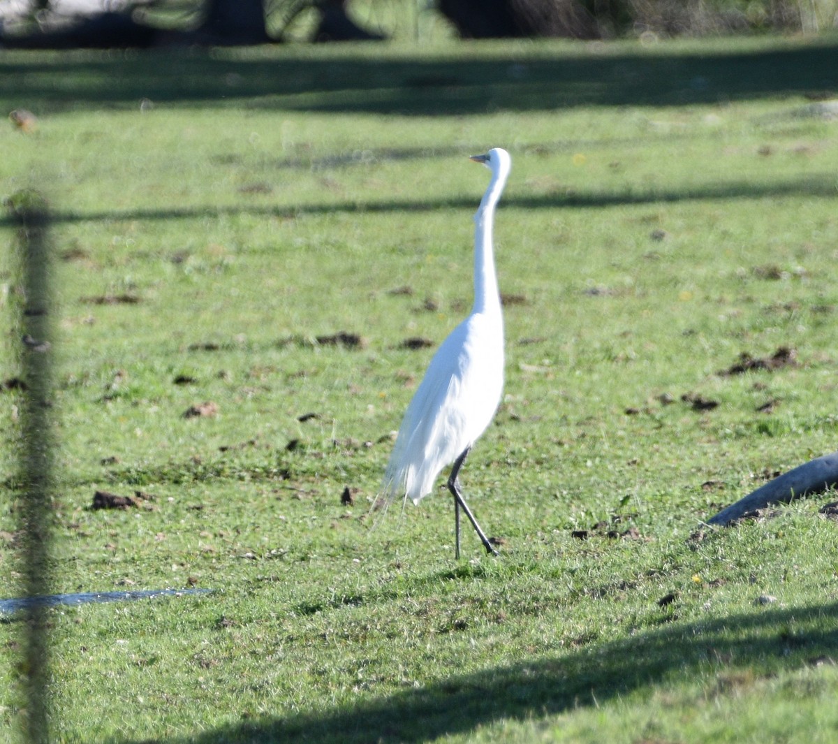 Great Egret - ML462264901