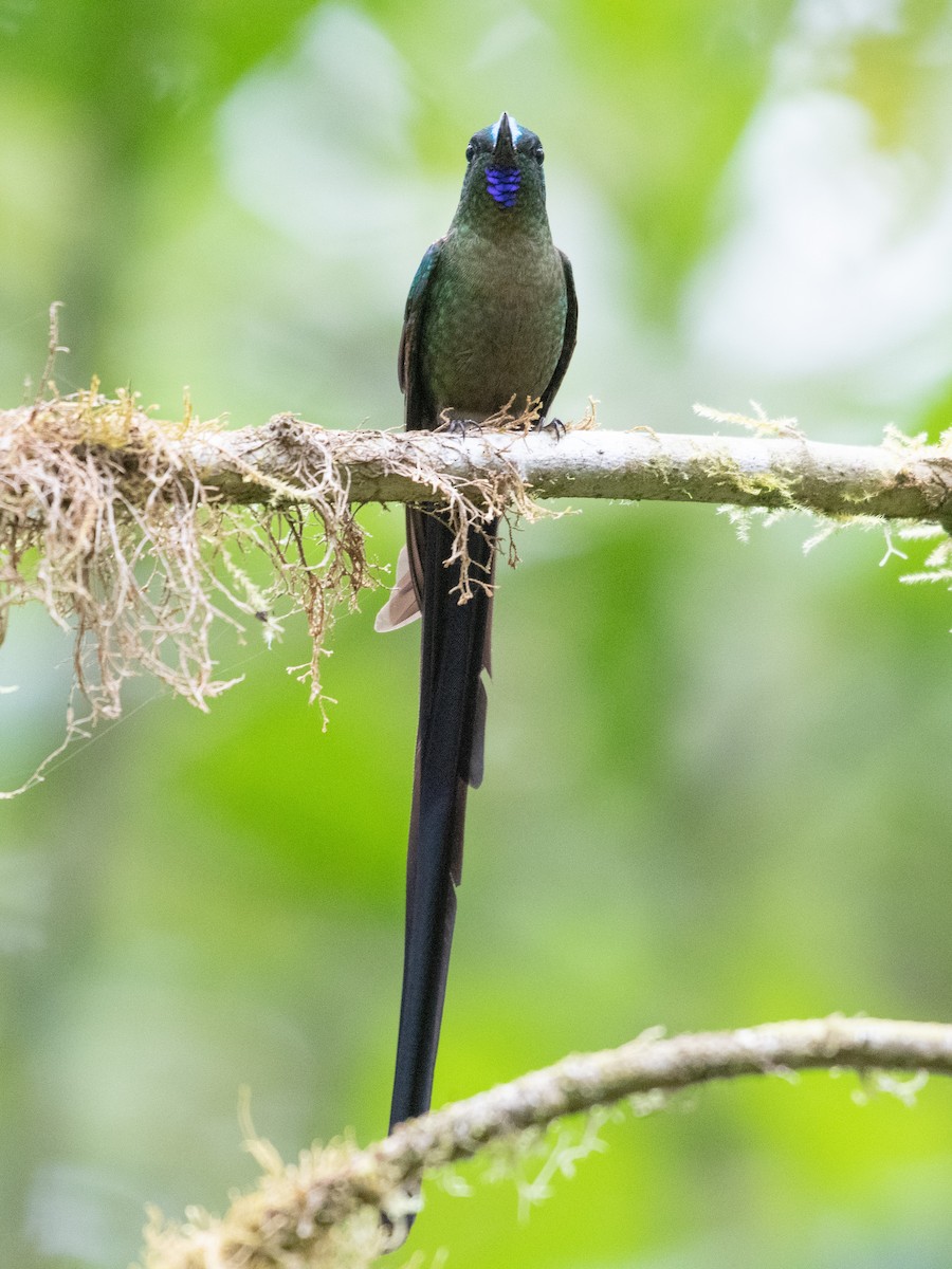 Violet-tailed Sylph - ML462264921