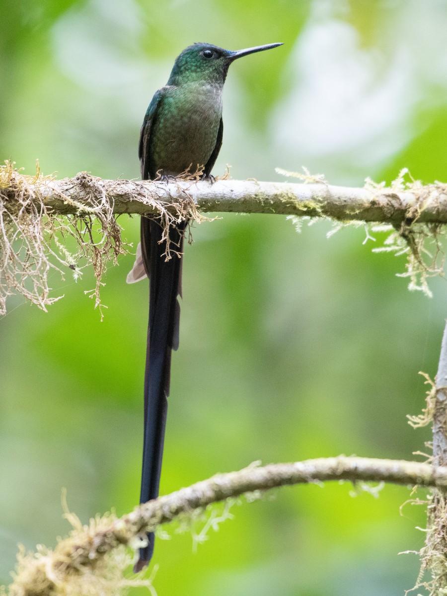 Violet-tailed Sylph - ML462264931