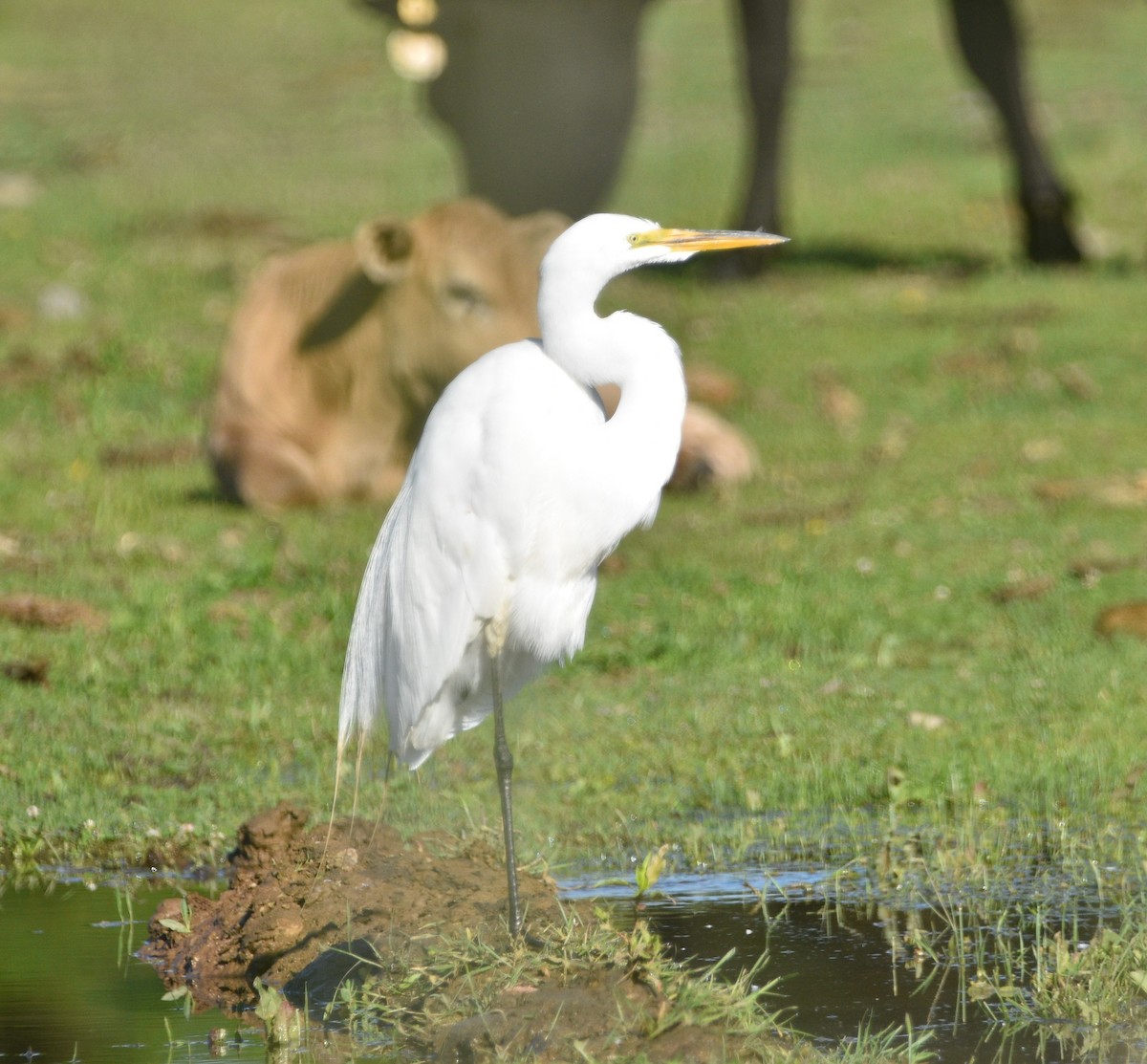 Great Egret - ML462264951