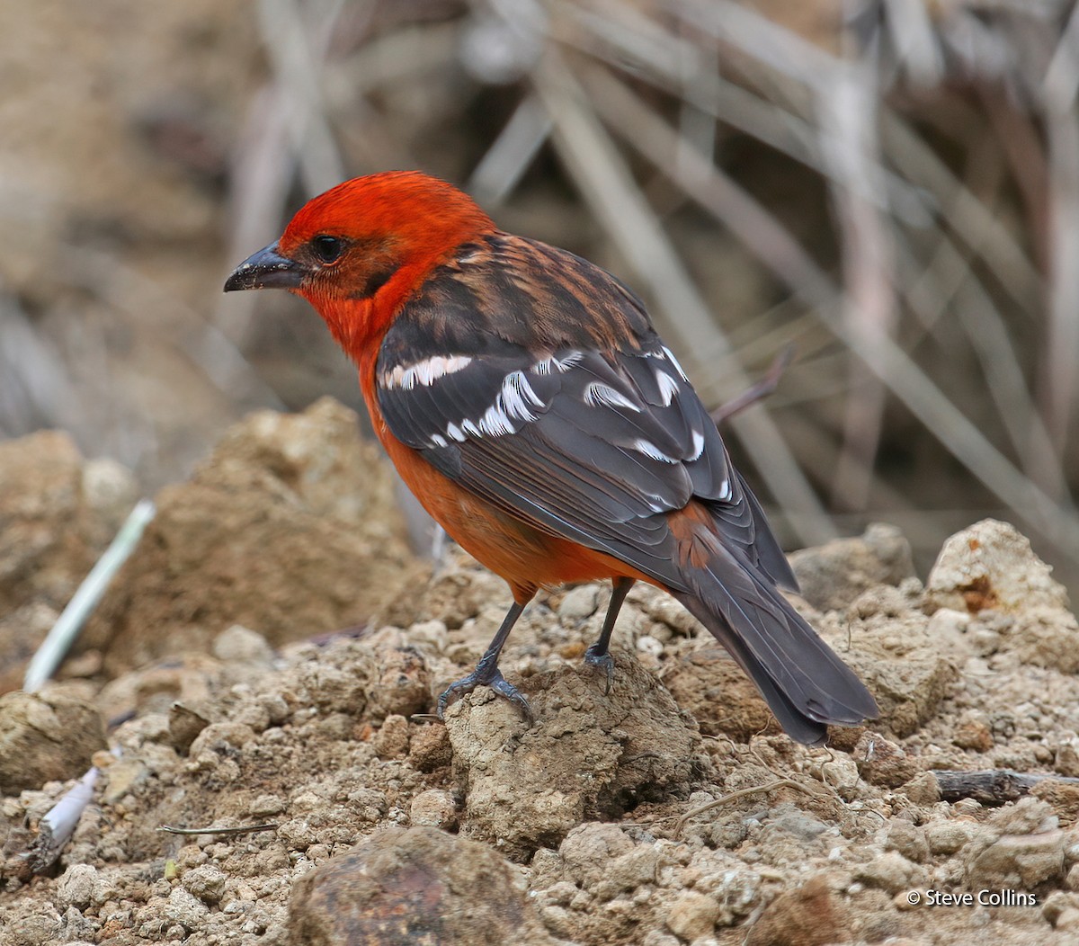 Flame-colored Tanager - ML462265361