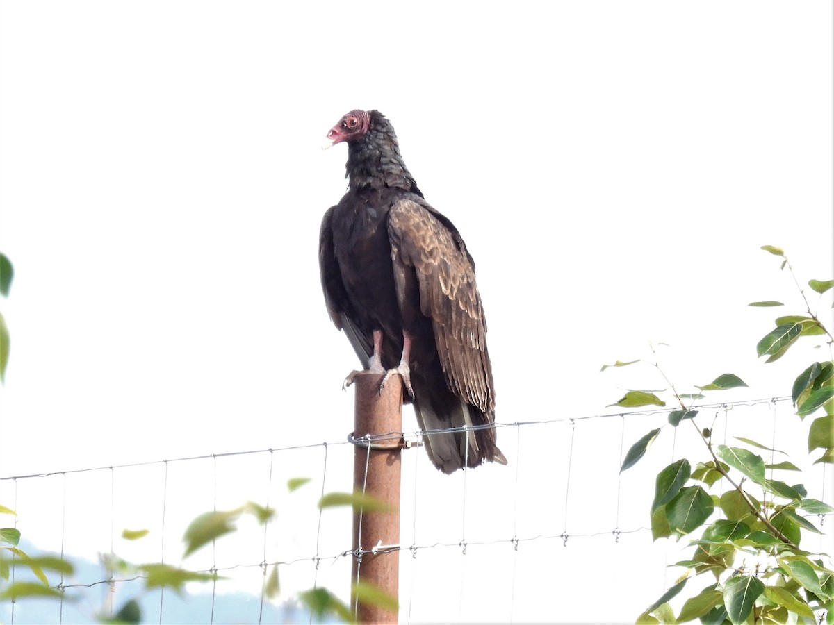 Turkey Vulture - ML462265881