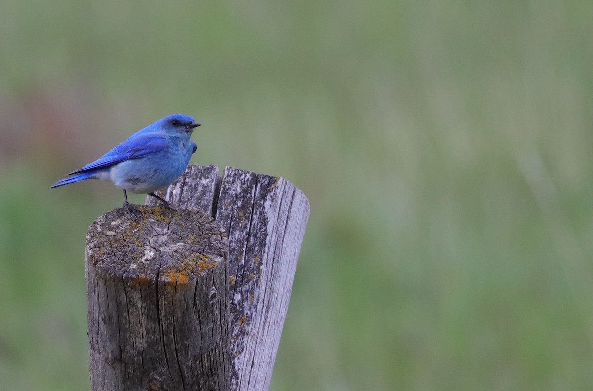 Mountain Bluebird - ML462267571