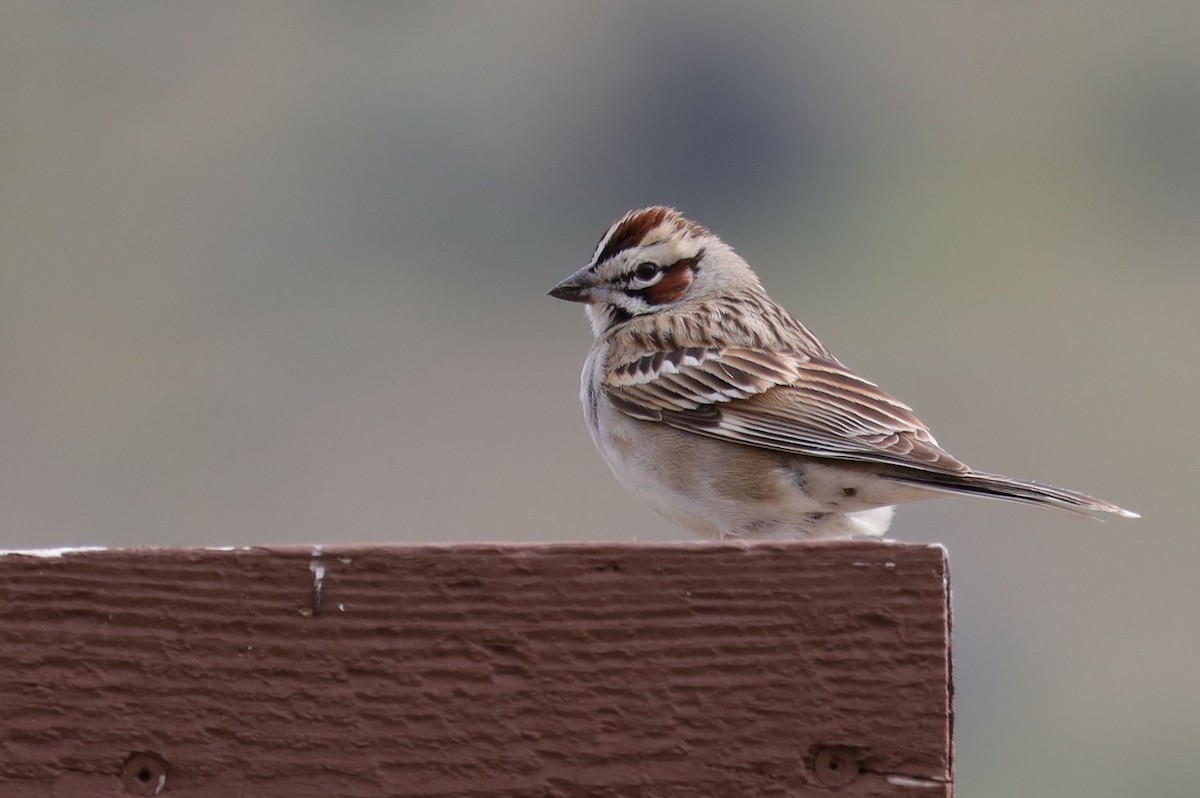 Lark Sparrow - ML462267721