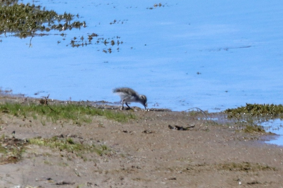 Spotted Sandpiper - Travis Suckow