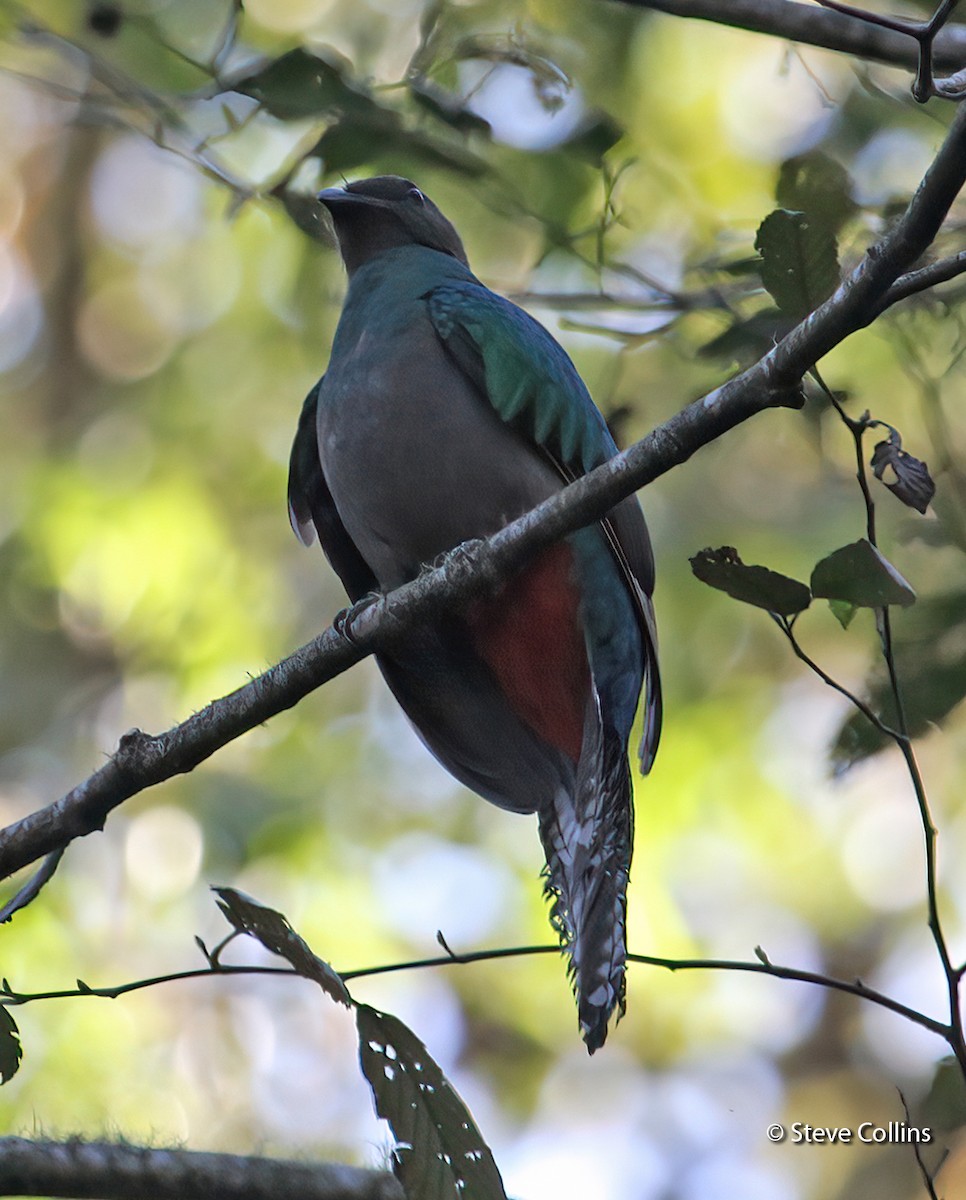 Quetzal resplendissant - ML462268941